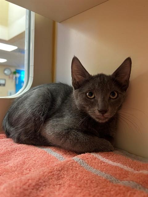 Enlarge CARBON, a Adoptable Domestic Short Hair in Blythe, CA image 1/1