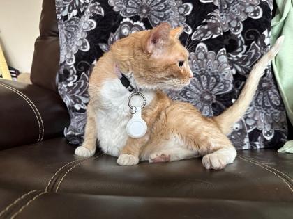 Corey, a Adoptable mixed breed in McKinney, TX image 2/3