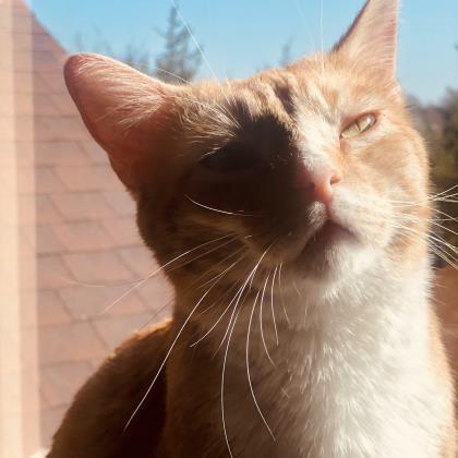 Corey, a Adoptable mixed breed in McKinney, TX image 3/3