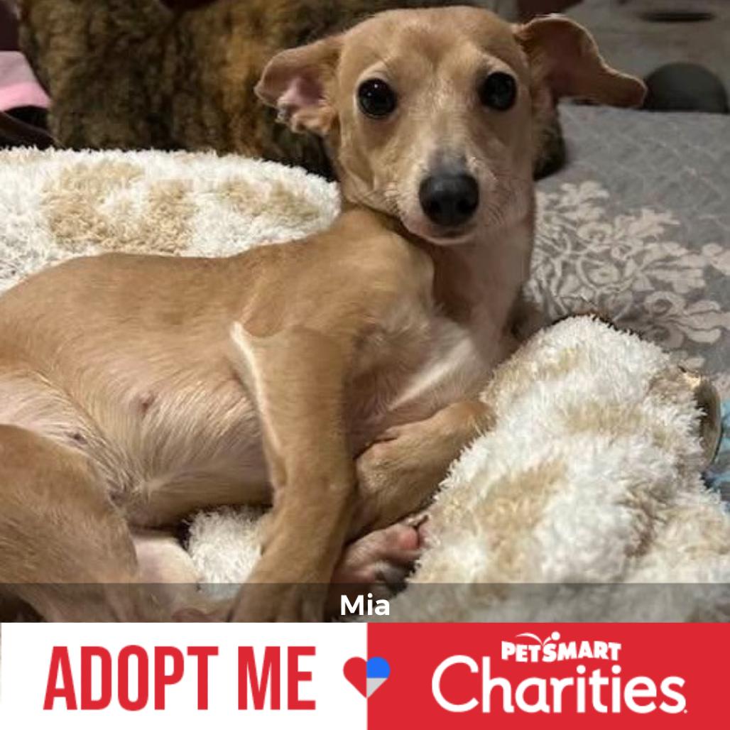 Enlarge Mia, a Adoptable mixed breed in Enid, OK image 1/2