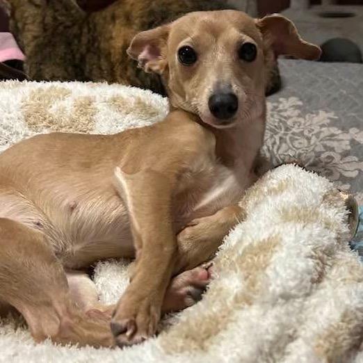 Mia, Adoptable, Adult Female Chihuahua & Italian Greyhound.