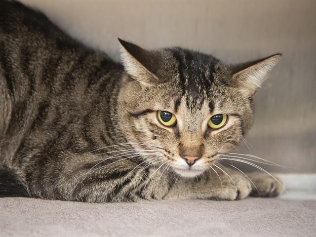 TOM, Adoptable, Young Male Domestic Short Hair.