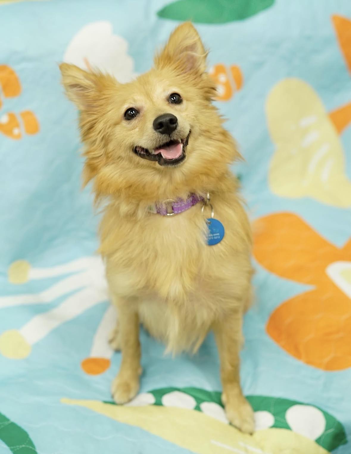 Enlarge Arby, a ADOPTABLE mixed breed in Pasadena, CA image 3/5