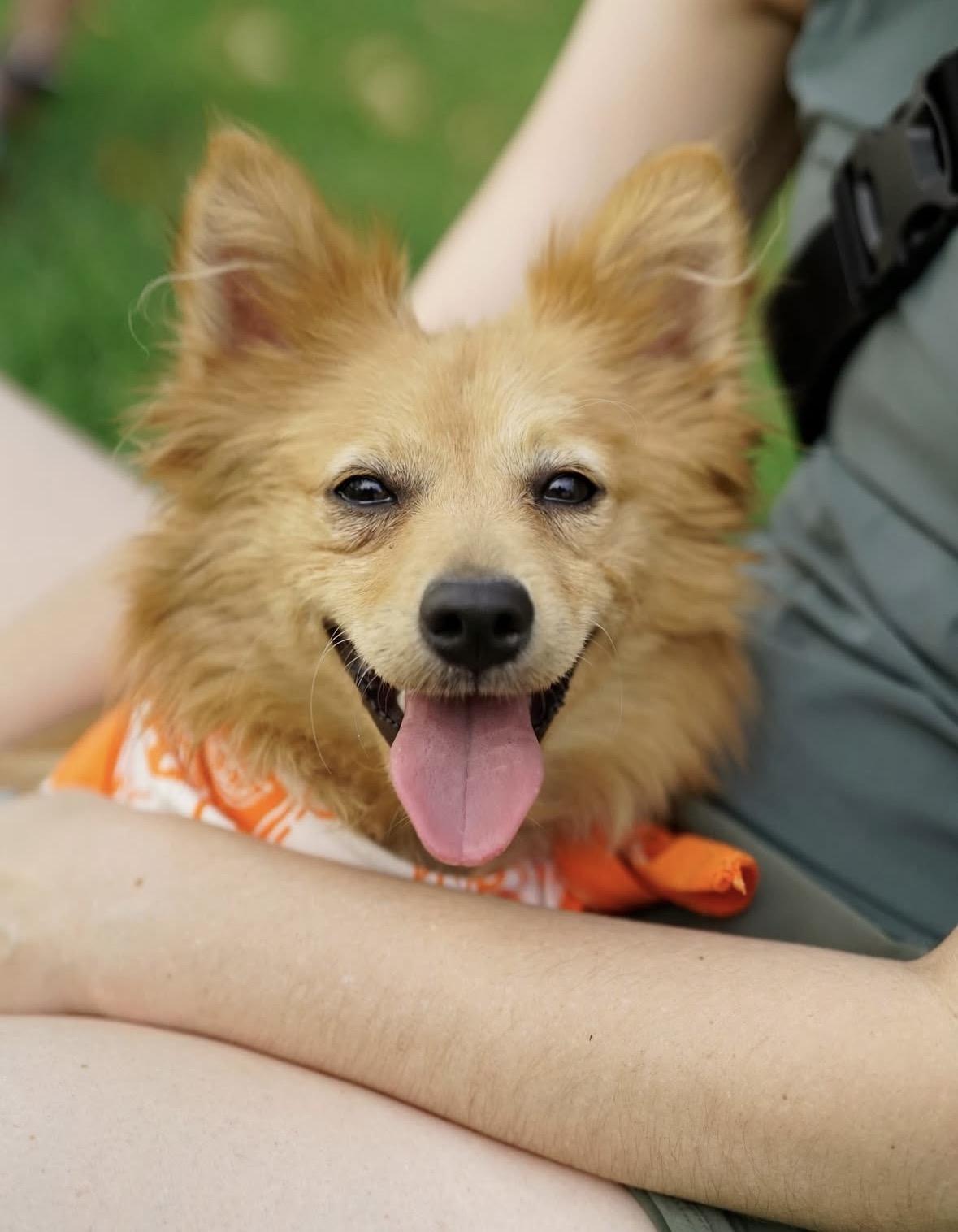 Enlarge Arby, a ADOPTABLE mixed breed in Pasadena, CA image 5/5