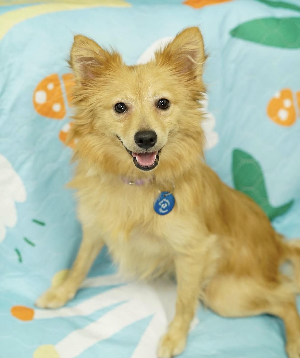 Enlarge Arby, a ADOPTABLE mixed breed in Pasadena, CA image 4/5