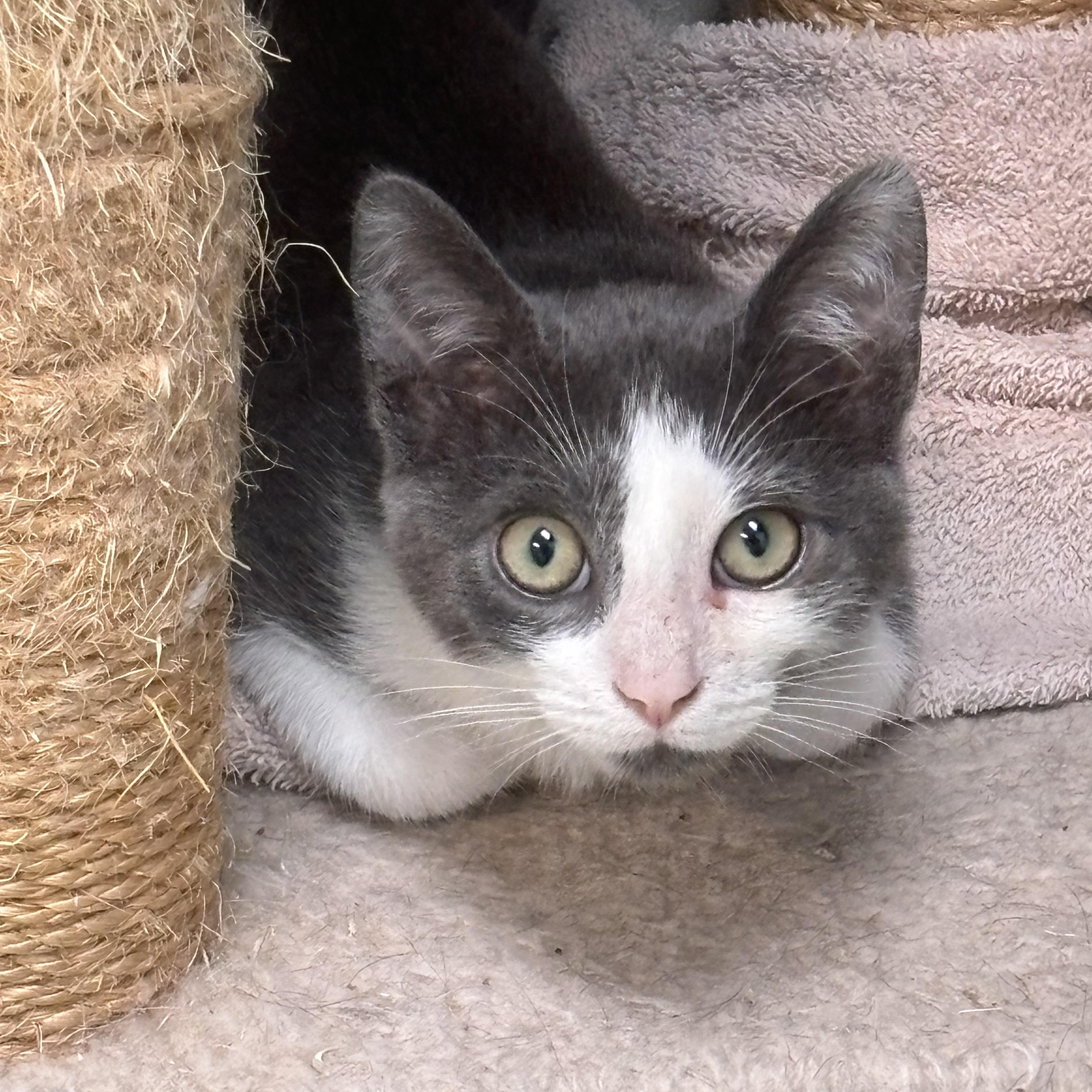 Wishes, Adoptable, Young Male Domestic Short Hair.