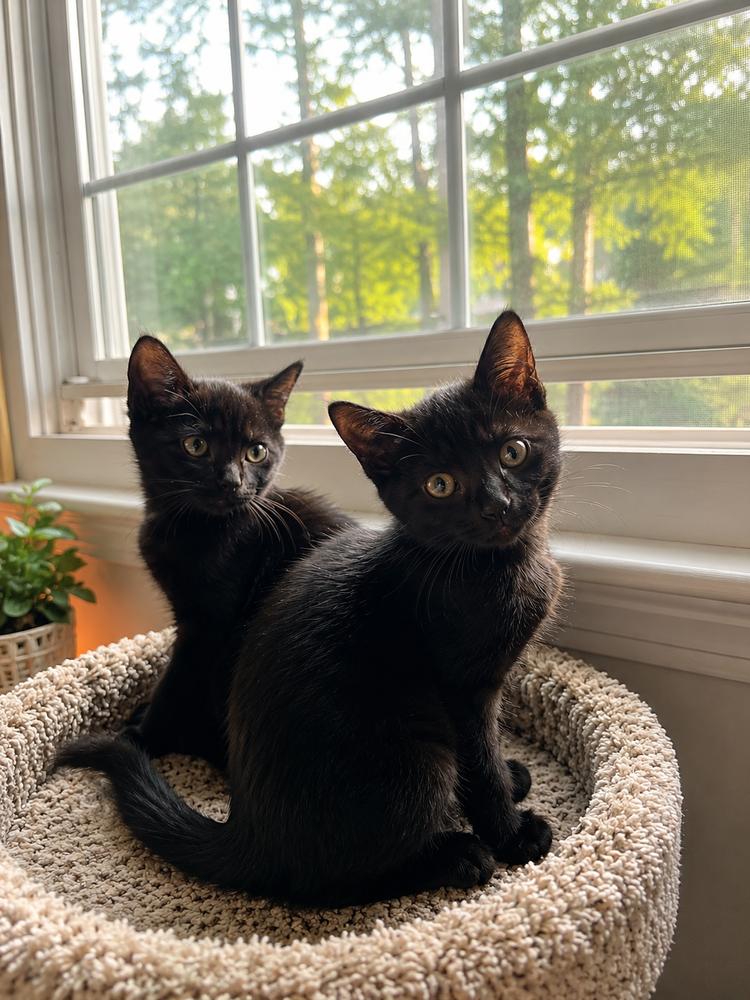 Lenny and June, Adopted, Kitten Female American Shorthair.