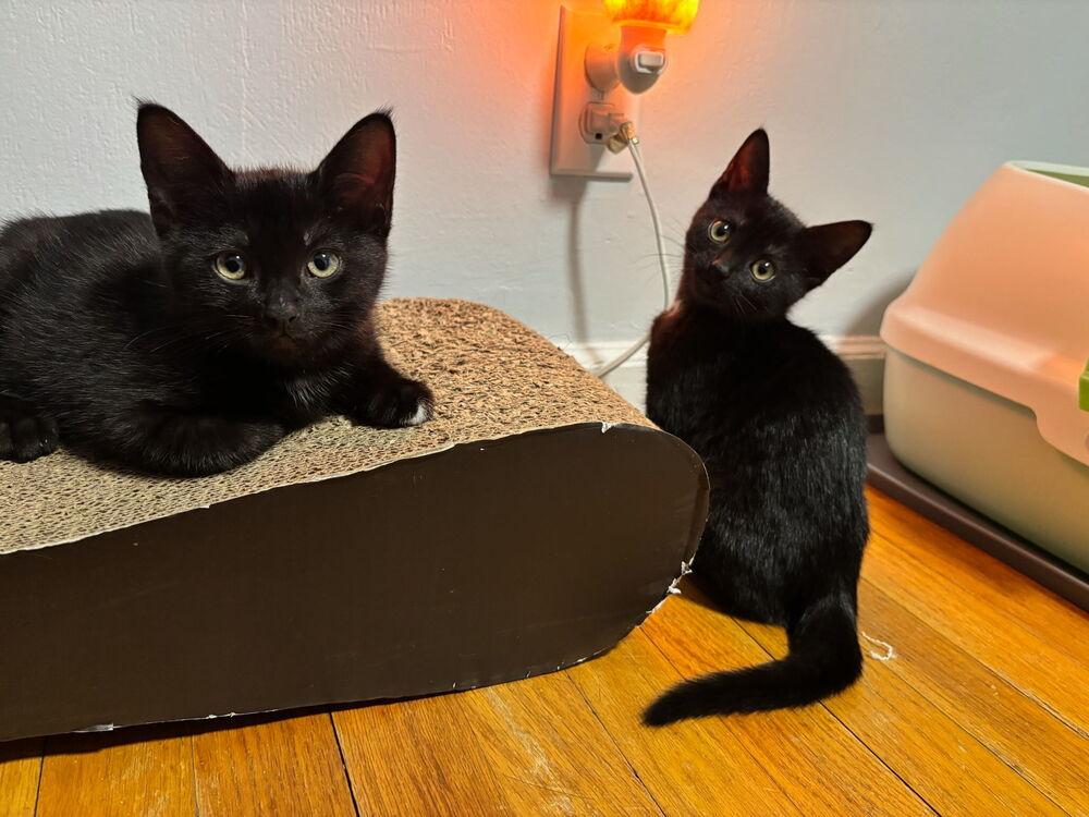 Enlarge Lenny and June, a Adopted American Shorthair in Westwood, NJ image 2/3