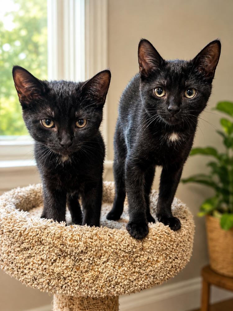 Enlarge Lenny and June, a Adopted American Shorthair in Westwood, NJ image 3/3