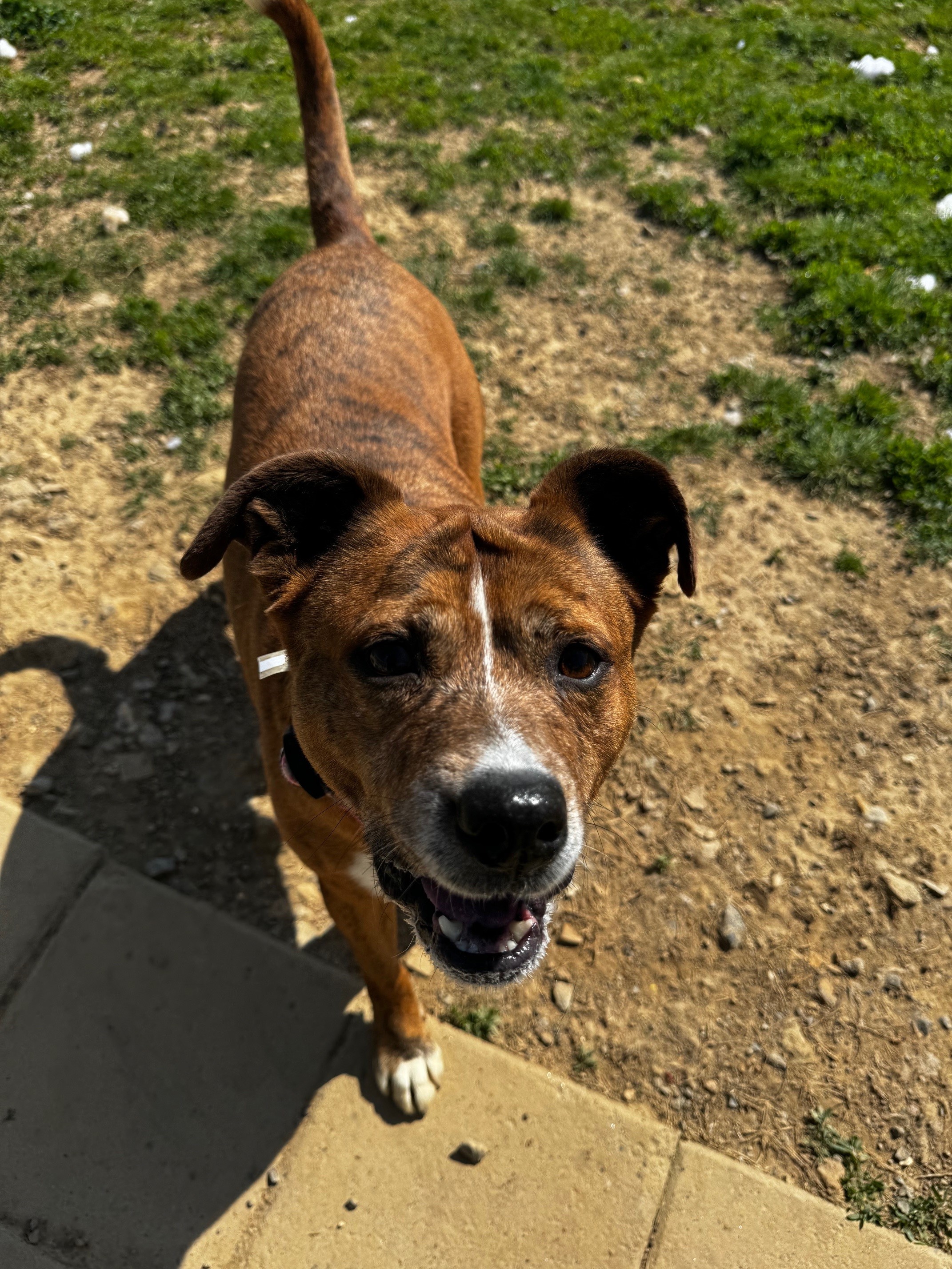 Enlarge Bella, a Adoptable Mixed Breed in Tullahoma, TN image 1/6