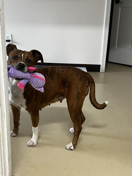 Bella, Senior Female Mixed Breed