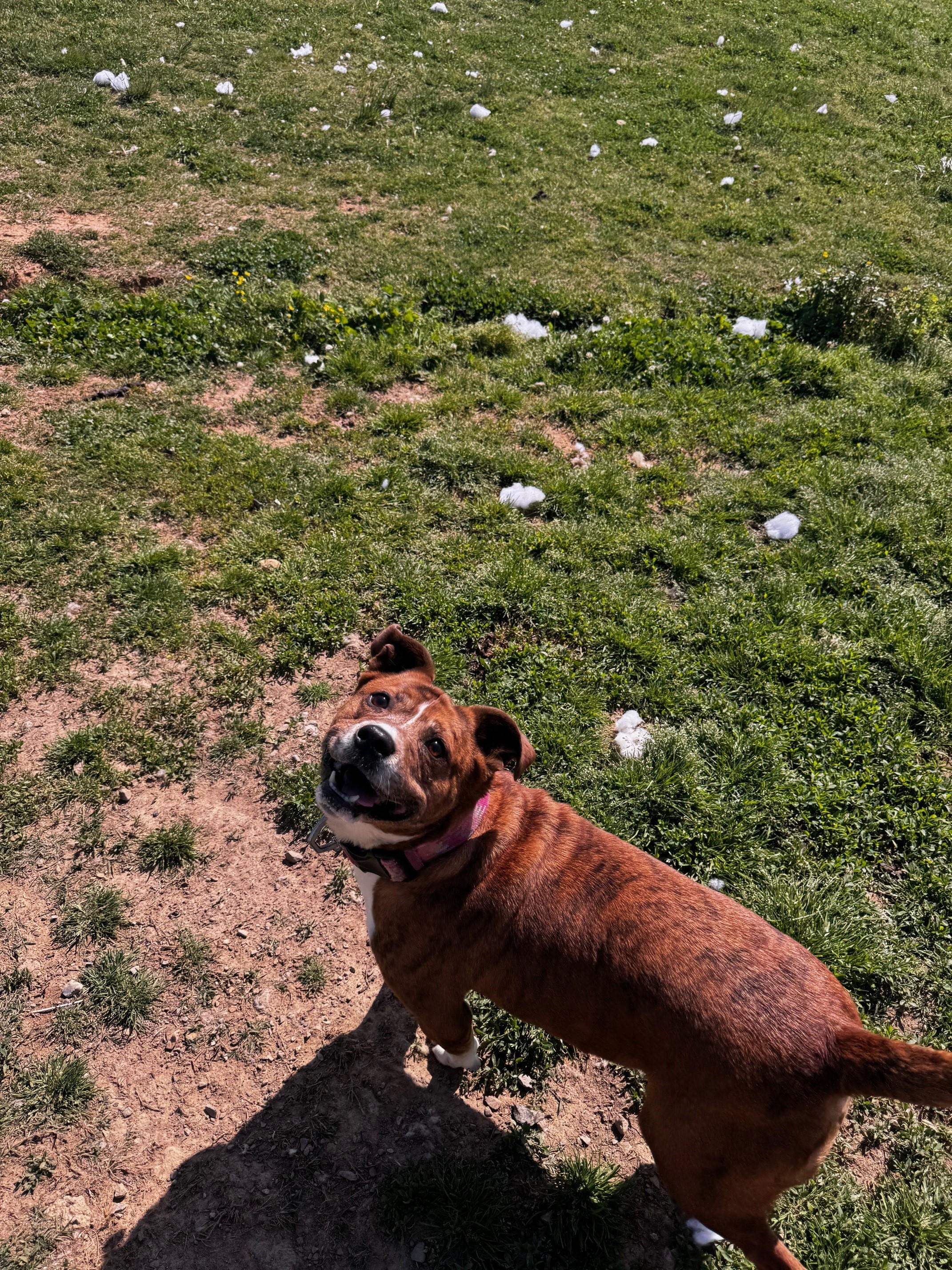 Enlarge Bella, a Adoptable Mixed Breed in Tullahoma, TN image 4/6