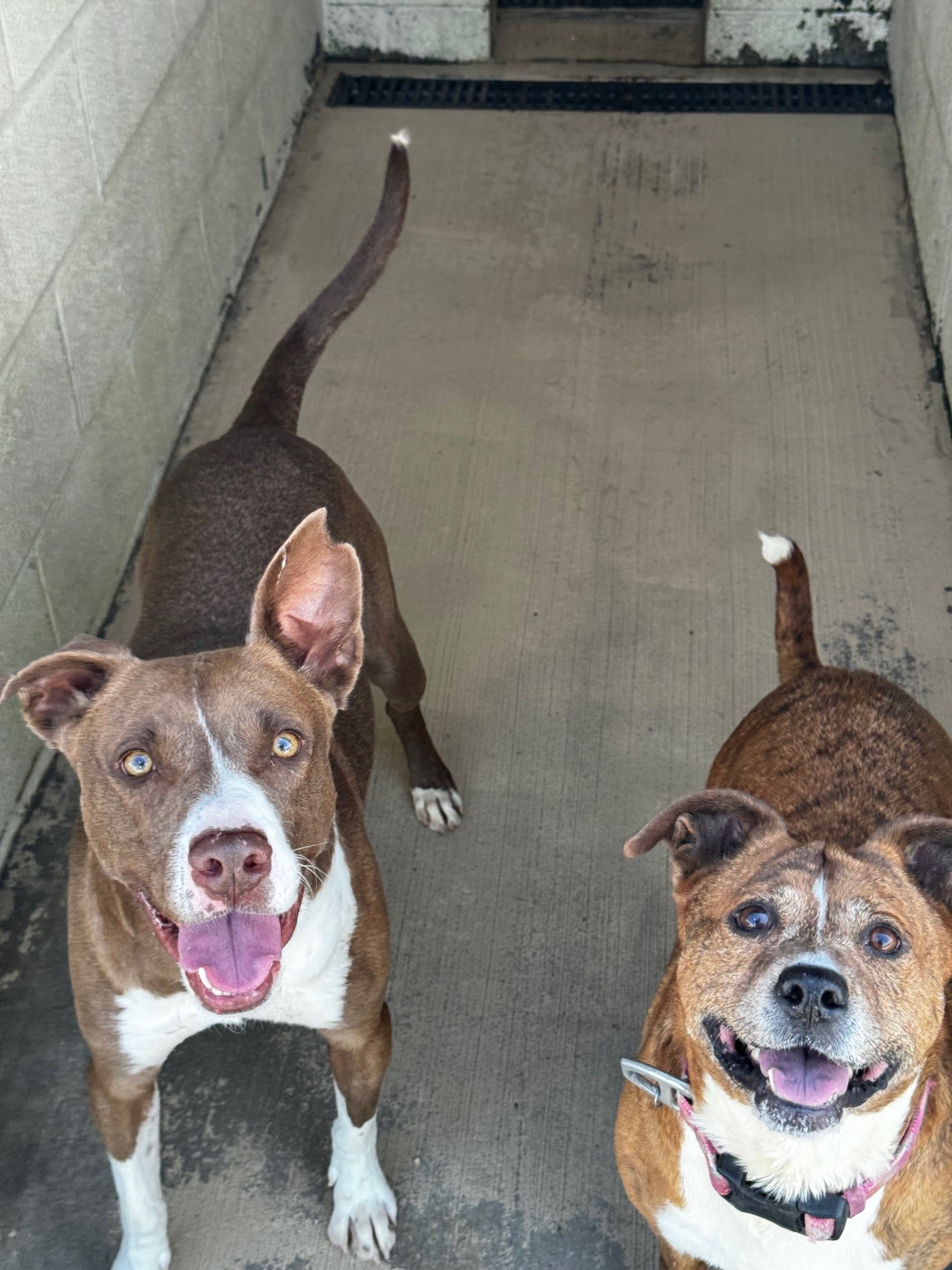 Enlarge Bella, a Adoptable Mixed Breed in Tullahoma, TN image 5/6