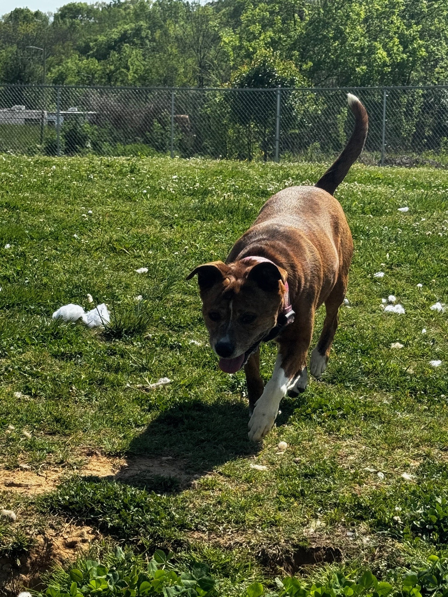 Enlarge Bella, a Adoptable Mixed Breed in Tullahoma, TN image 6/6