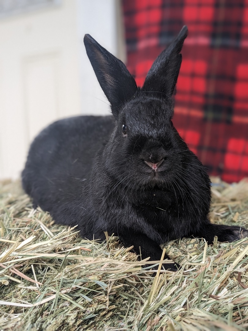Chidi & Arco Bonded Pair photo 2