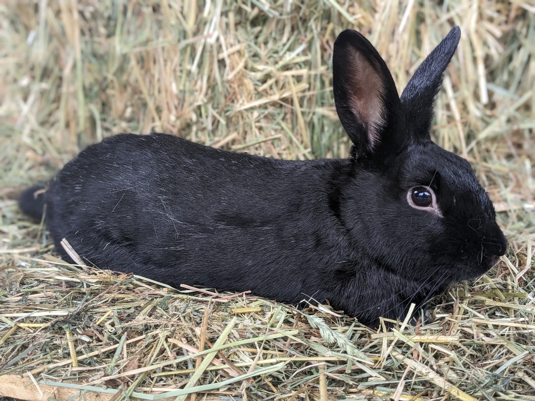Enlarge Chidi & Arco Bonded Pair, a Adoptable Bunny Rabbit in Vacaville, CA image 1/9
