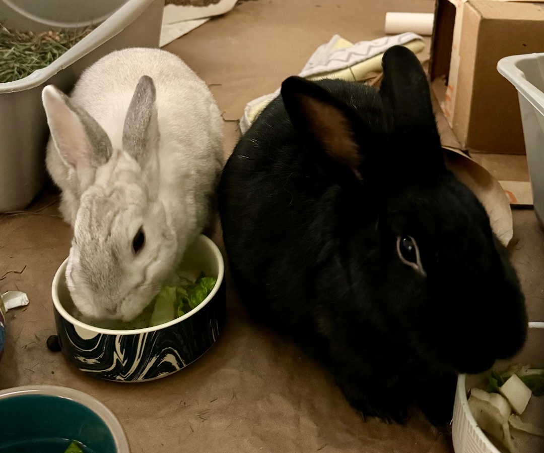 Enlarge Chidi & Arco Bonded Pair, a Adoptable Bunny Rabbit in Vacaville, CA image 2/9