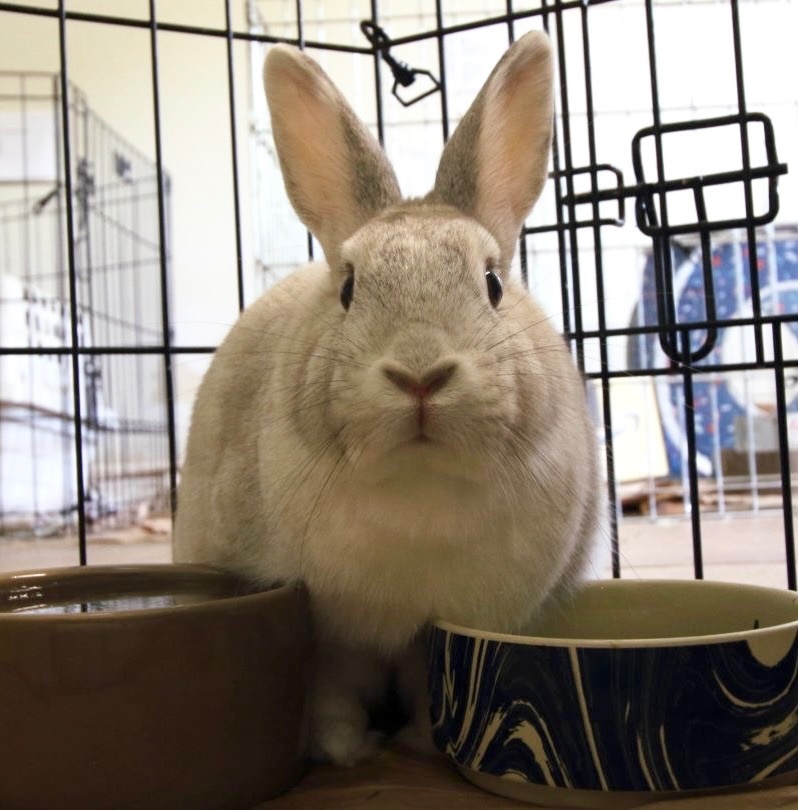 Enlarge Chidi & Arco Bonded Pair, a Adoptable Bunny Rabbit in Vacaville, CA image 3/9