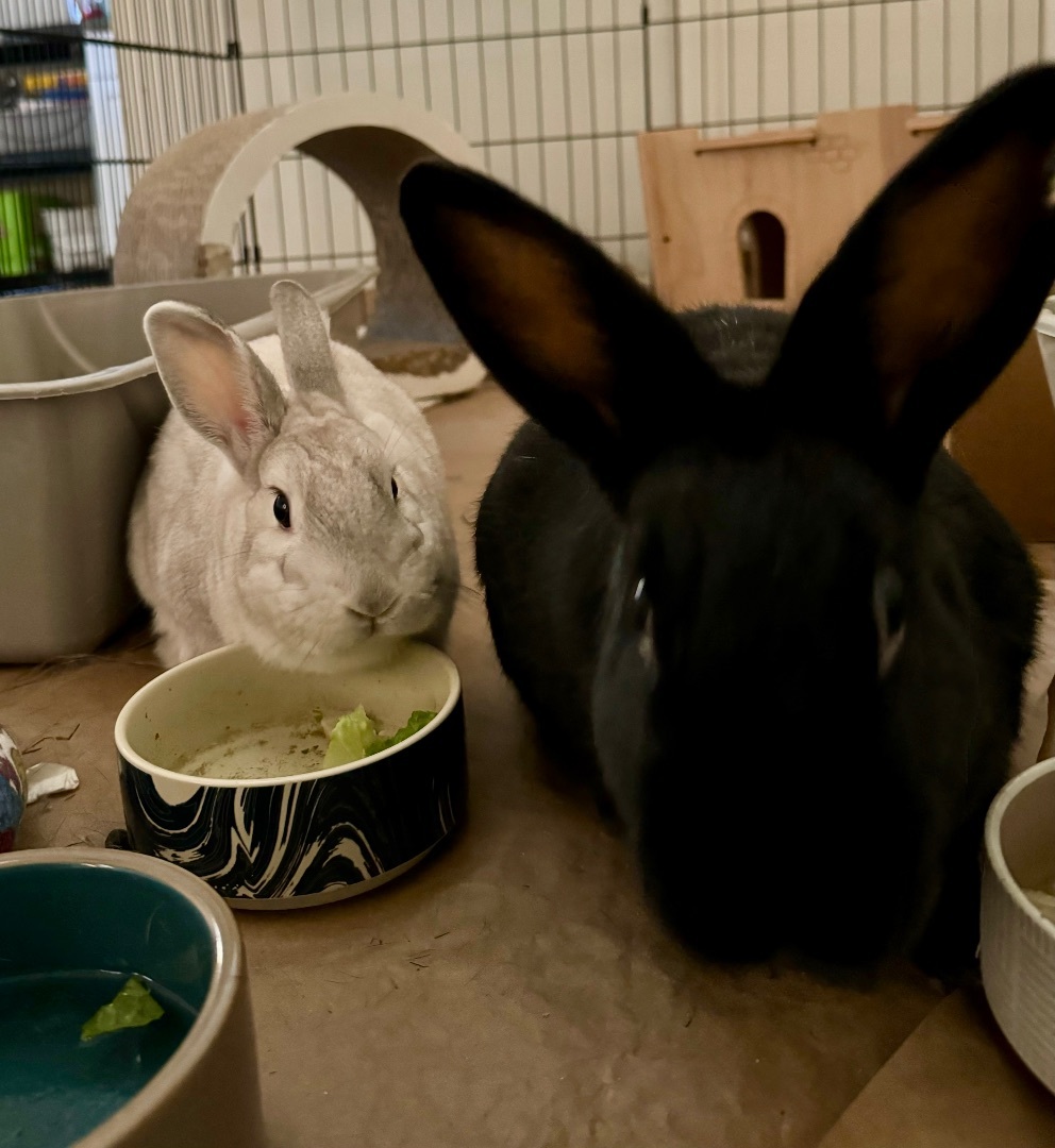 Enlarge Chidi & Arco Bonded Pair, a Adoptable Bunny Rabbit in Vacaville, CA image 4/9