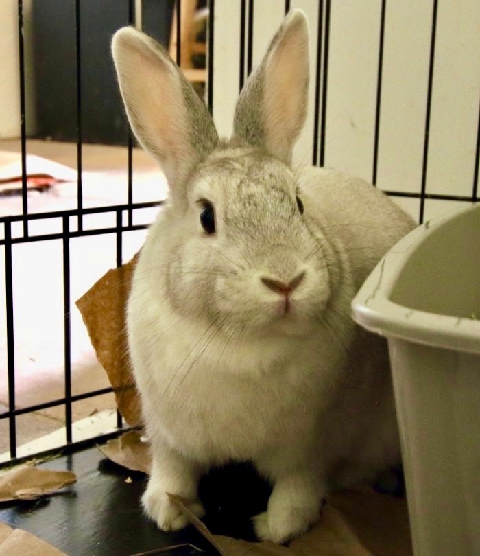 Enlarge Chidi & Arco Bonded Pair, a Adoptable Bunny Rabbit in Vacaville, CA image 5/9