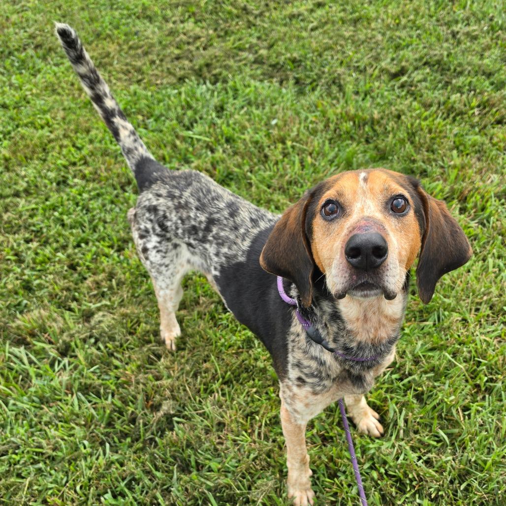 Goofy, Adoptable, Adult Male Bluetick Coonhound.