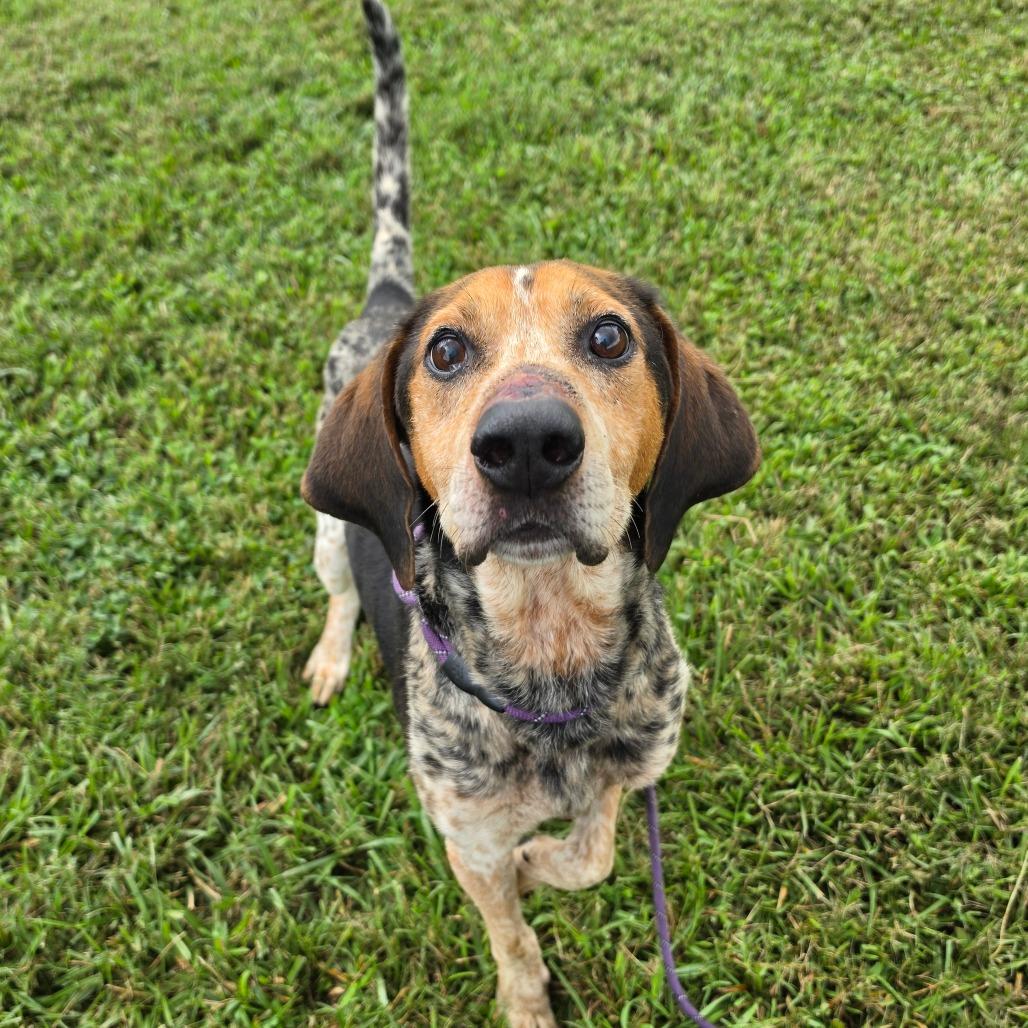 Enlarge Goofy, a Adoptable Bluetick Coonhound in Jefferson city, TN image 2/2