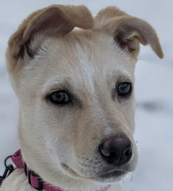 HONEY BUNCH, Adoptable, Puppy Female Labrador Retriever & Husky.