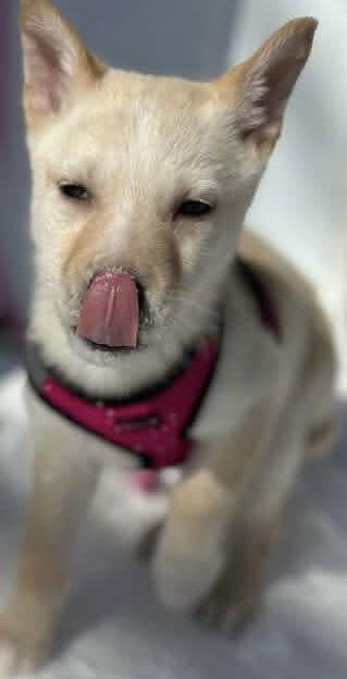 HONEY BUNCH, Adoptable, Puppy Female Labrador Retriever & Husky.