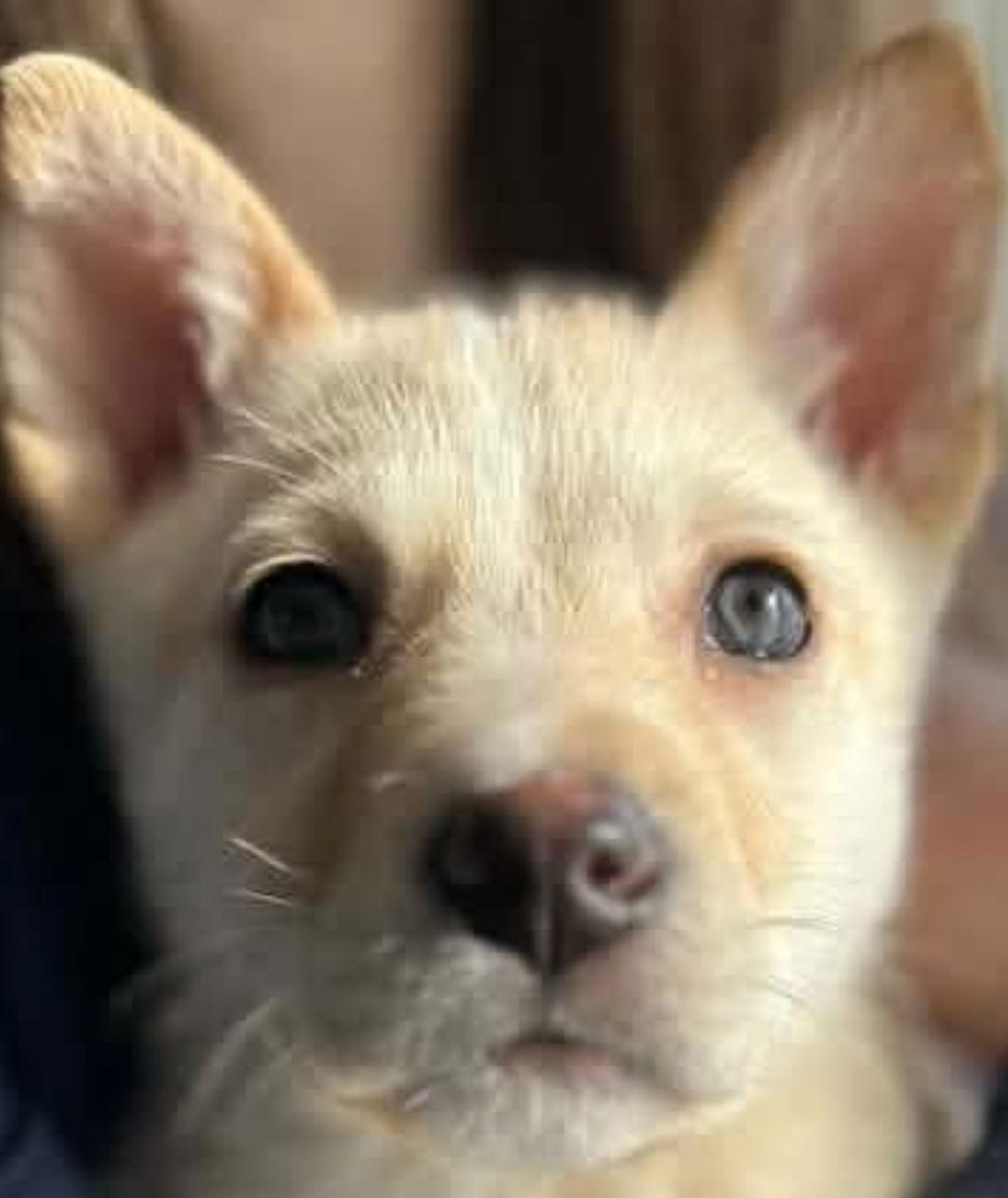 Enlarge HONEY BUNCH, a Adoptable mixed breed in Minesing, ON image 2/3