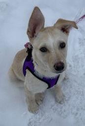 Enlarge HONEY BUNCH, a Adoptable mixed breed in Minesing, ON image 2/3