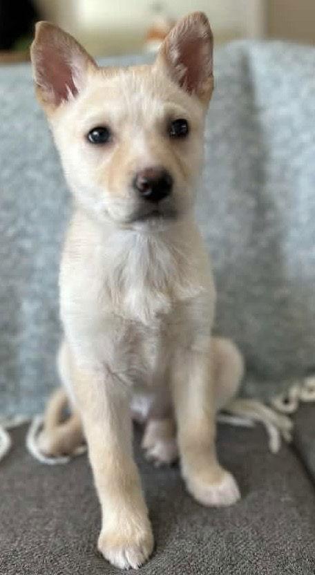 Enlarge HONEY BUNCH, a Adoptable mixed breed in Minesing, ON image 3/3
