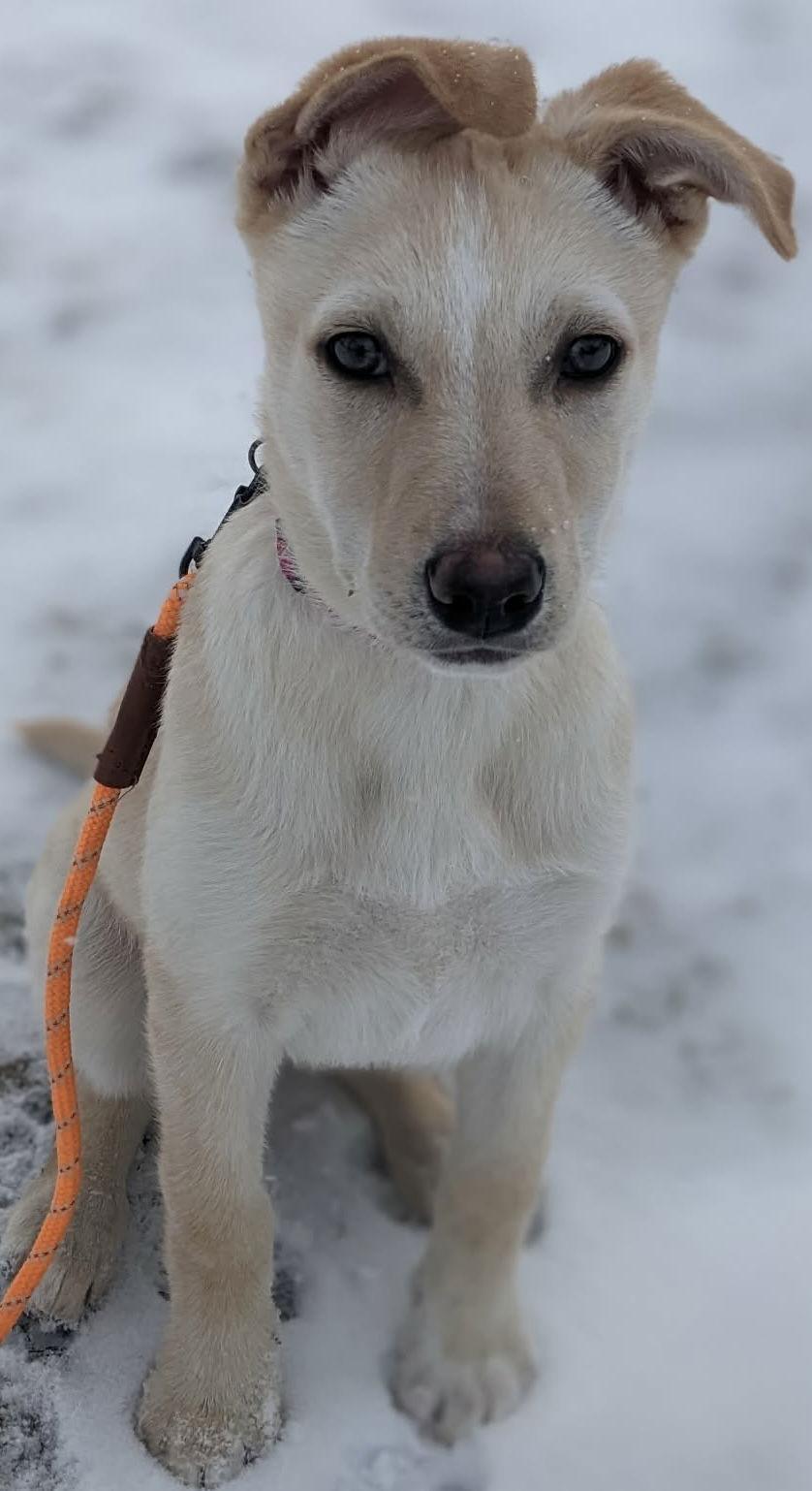 Enlarge HONEY BUNCH, a Adoptable mixed breed in Minesing, ON image 3/3