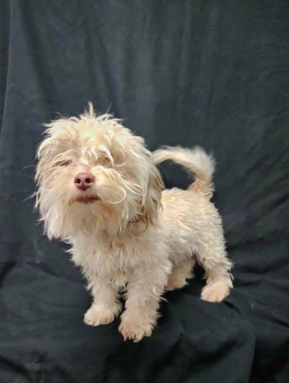 Enlarge Jules, a Adoptable mixed breed in McCook, NE image 1/2