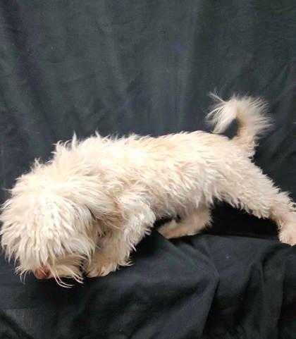 Enlarge Jules, a Adoptable mixed breed in McCook, NE image 2/2