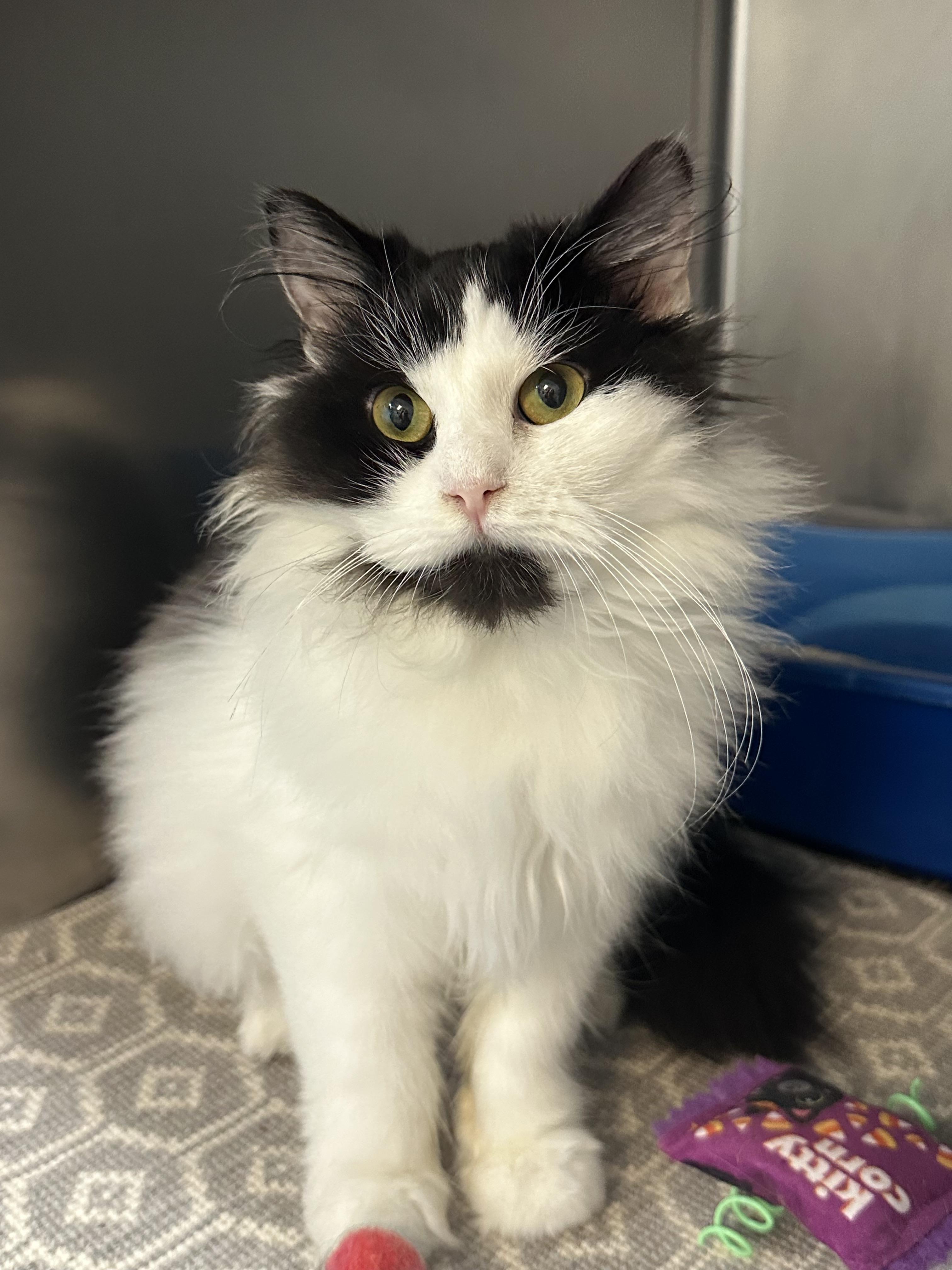 Enlarge Oreo, a Adoptable Domestic Medium Hair in Clifton, NJ image 1/4