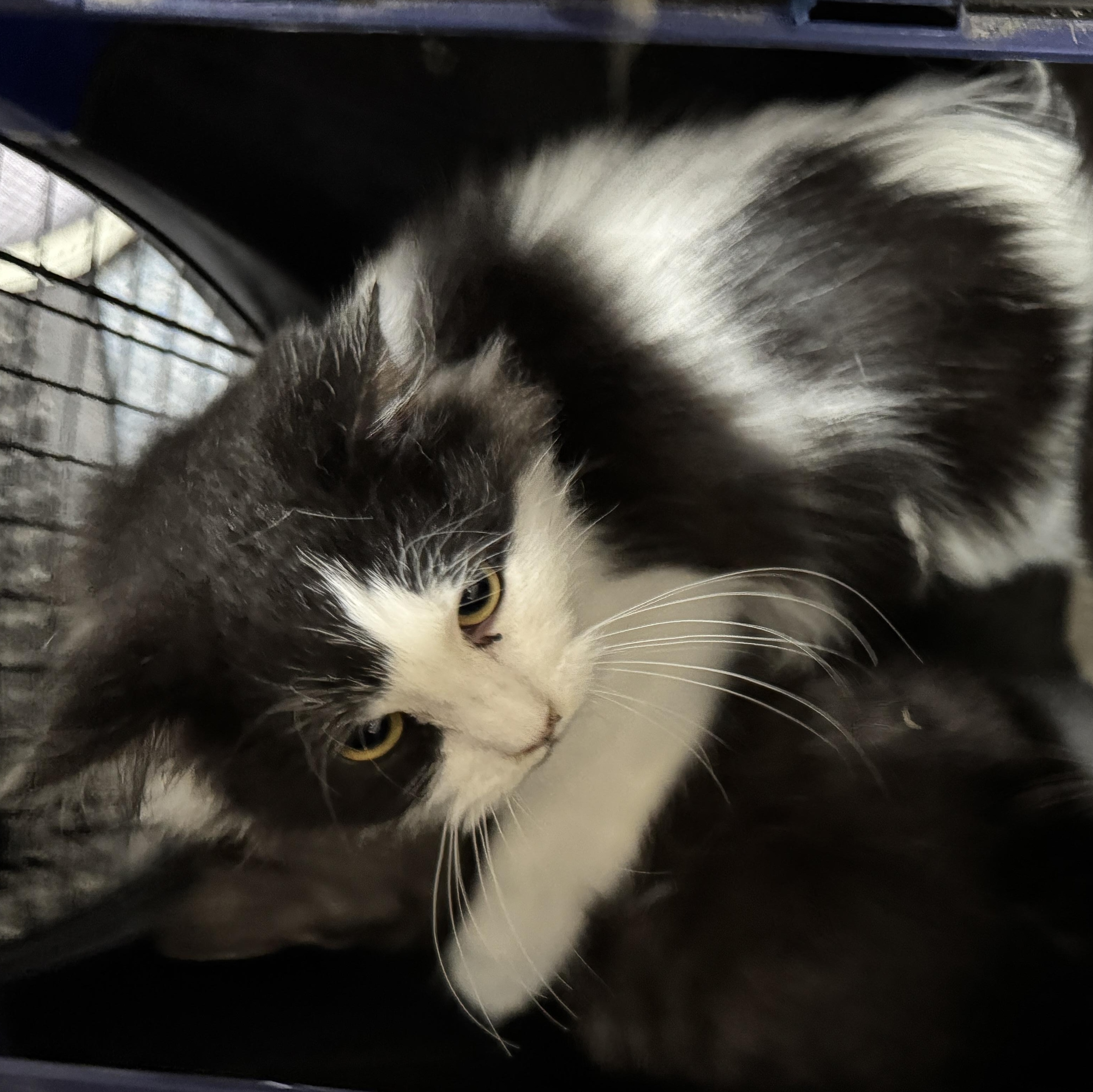 Enlarge Oreo, a Adoptable Domestic Medium Hair in Clifton, NJ image 4/4