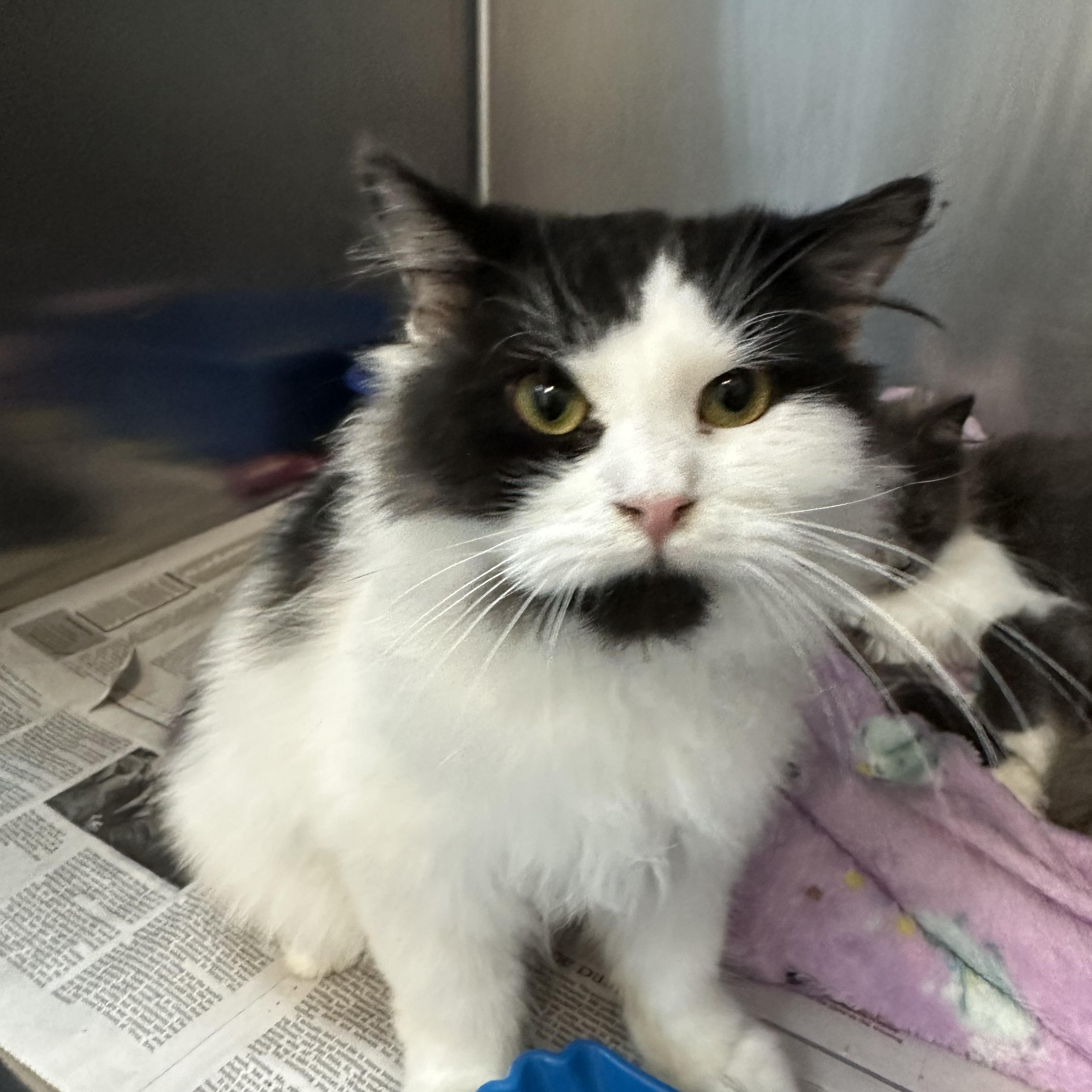 Oreo, Adoptable, Young Female Domestic Medium Hair.