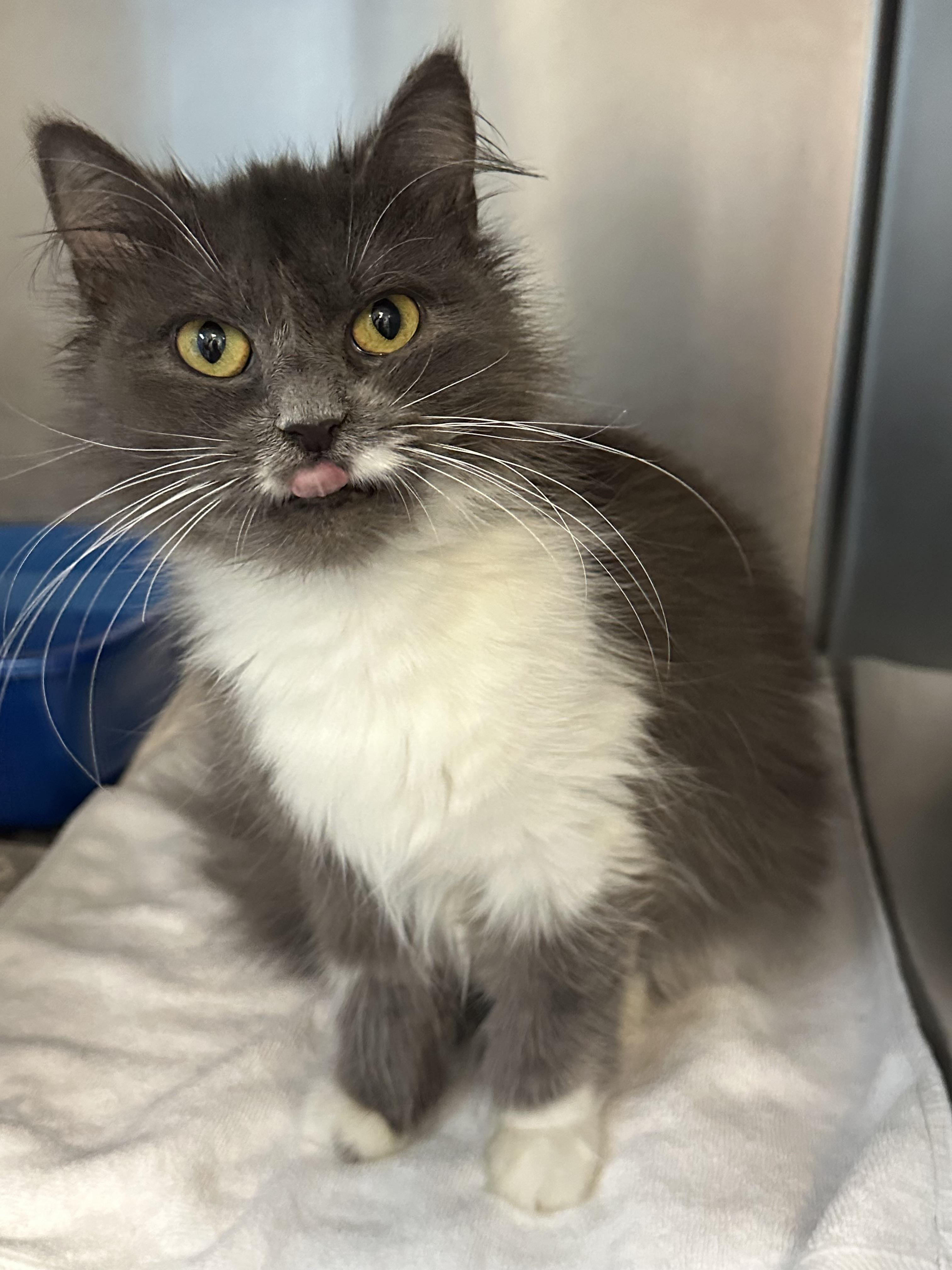 Enlarge Oreo, a Adoptable Domestic Medium Hair in Clifton, NJ image 3/4