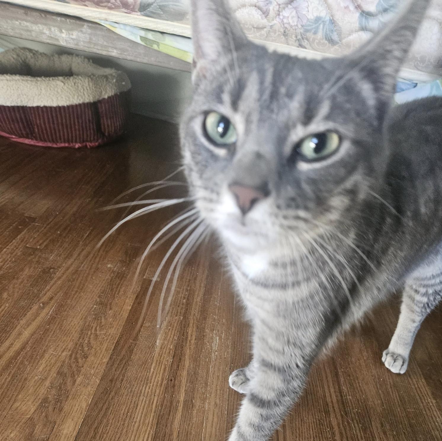 Chippy and P. Willow, Adoptable, Adult Male Domestic Short Hair.