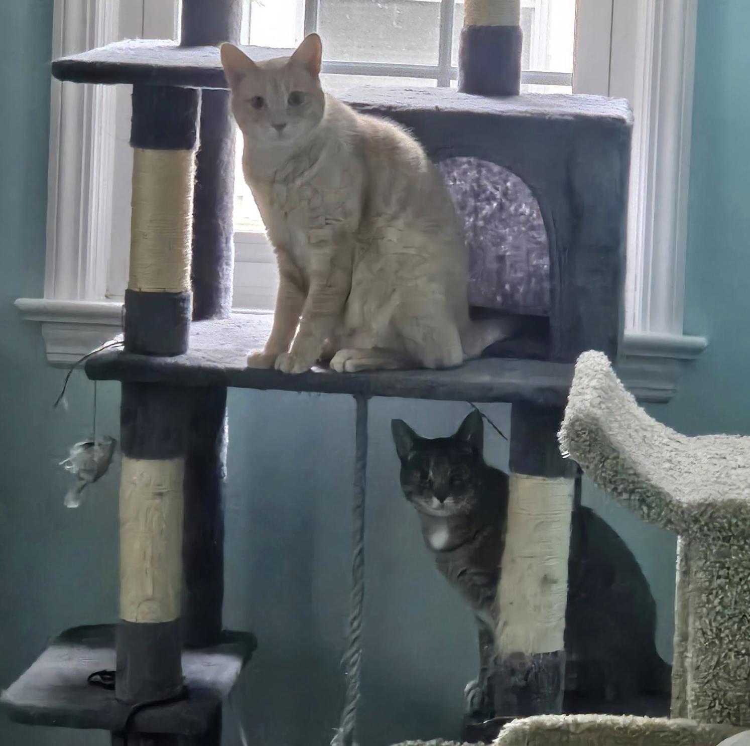 Enlarge Chippy and P. Willow, a Adoptable Domestic Short Hair in Rochester, NY image 2/3
