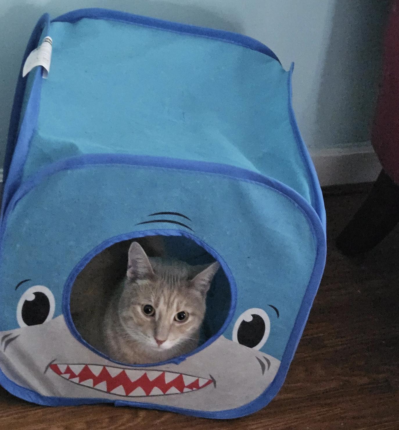 Enlarge Chippy and P. Willow, a Adoptable Domestic Short Hair in Rochester, NY image 3/3