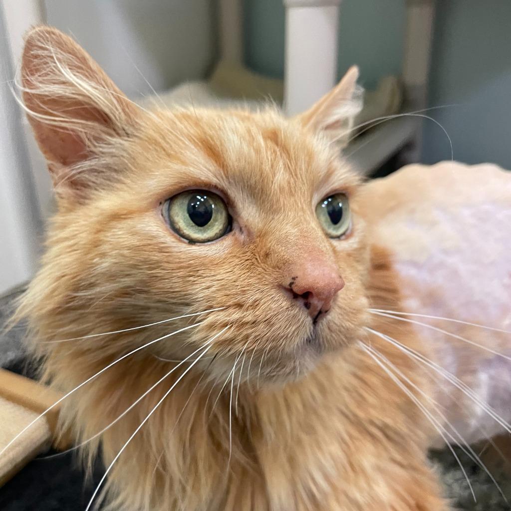 Ellory, Adoptable, Senior Male Domestic Long Hair.