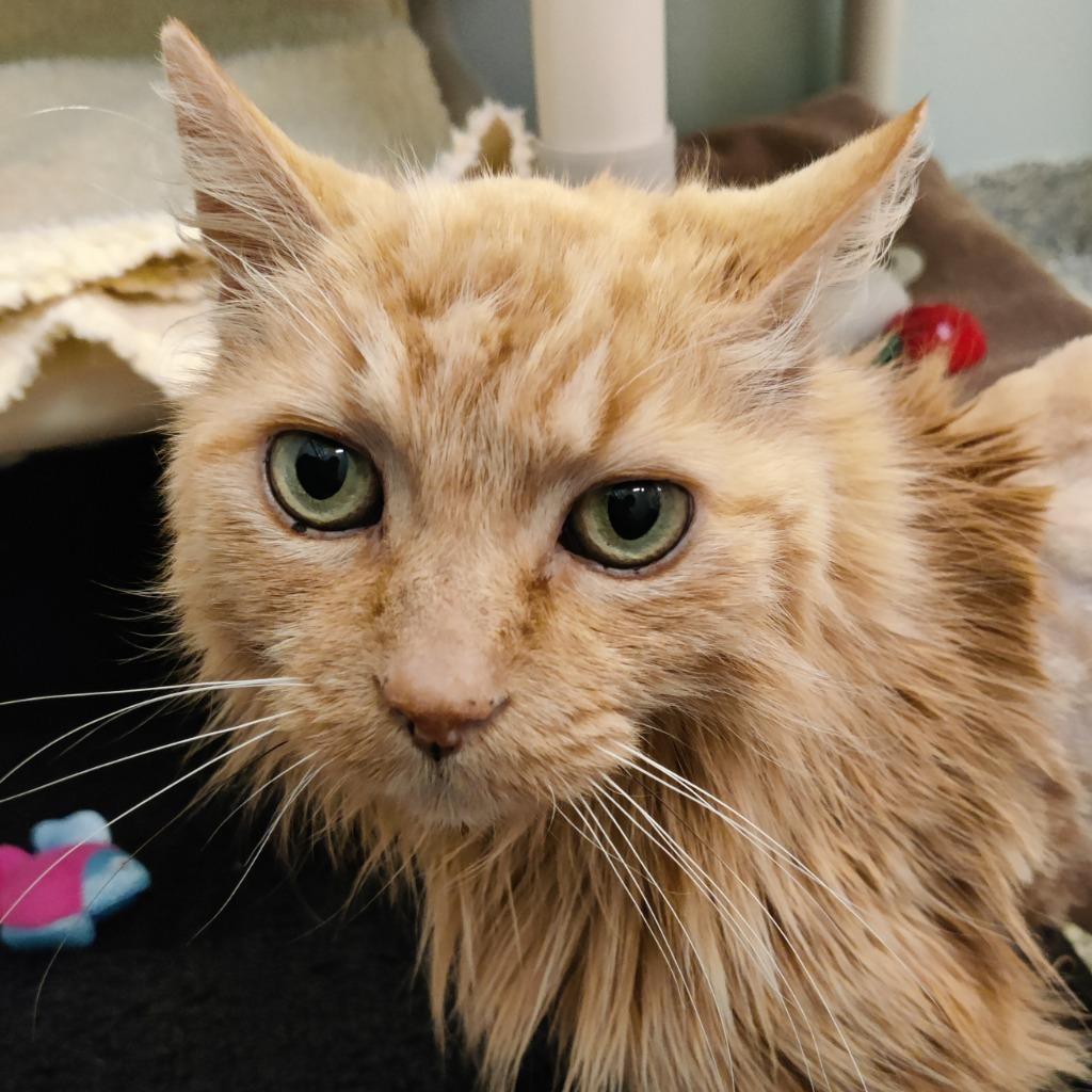 Ellory, a Adoptable mixed breed in Eastsound, WA image 3/4