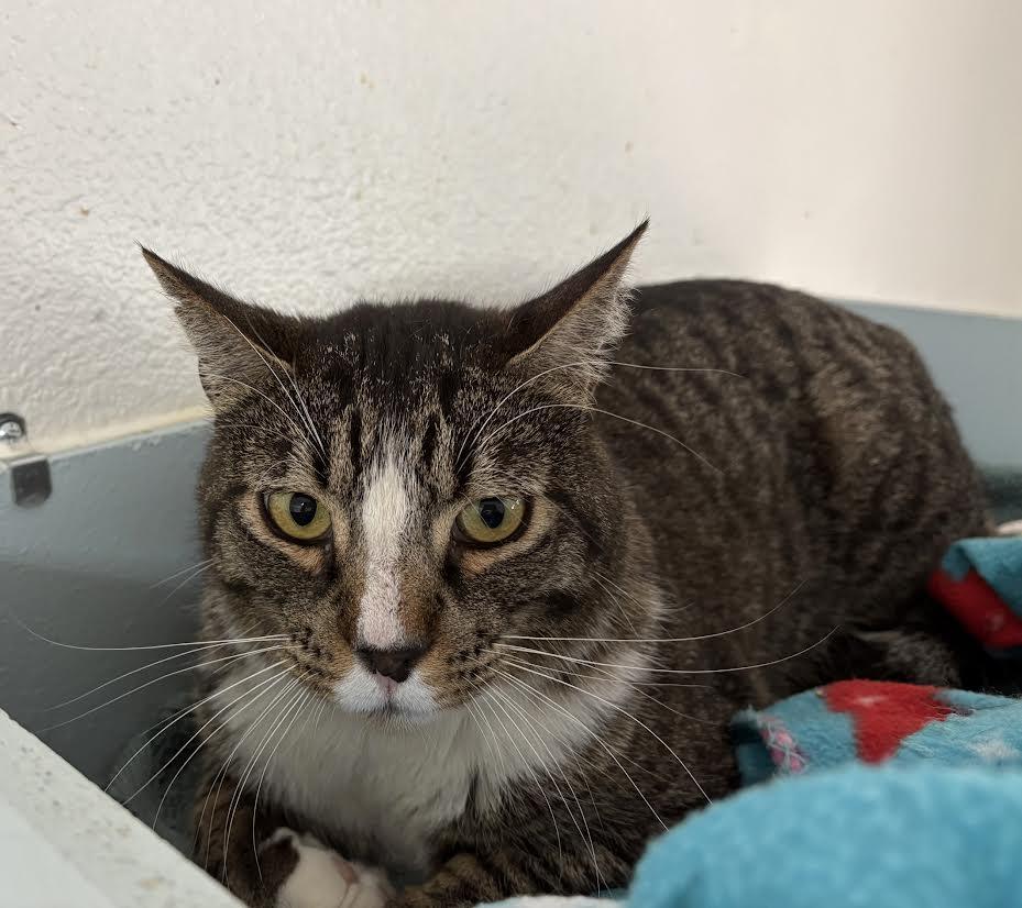 King Biscuit, Adoptable, Adult Male Domestic Short Hair.