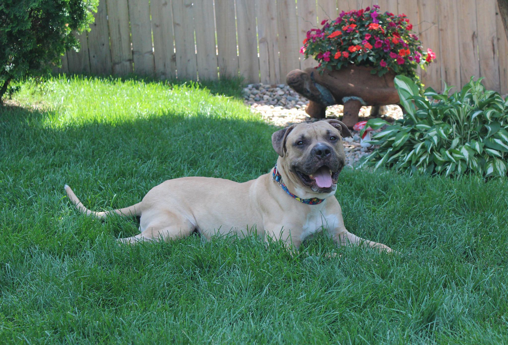 Flapjack, an adoptable Terrier in Sioux Falls, SD, 57101 | Photo Image 3