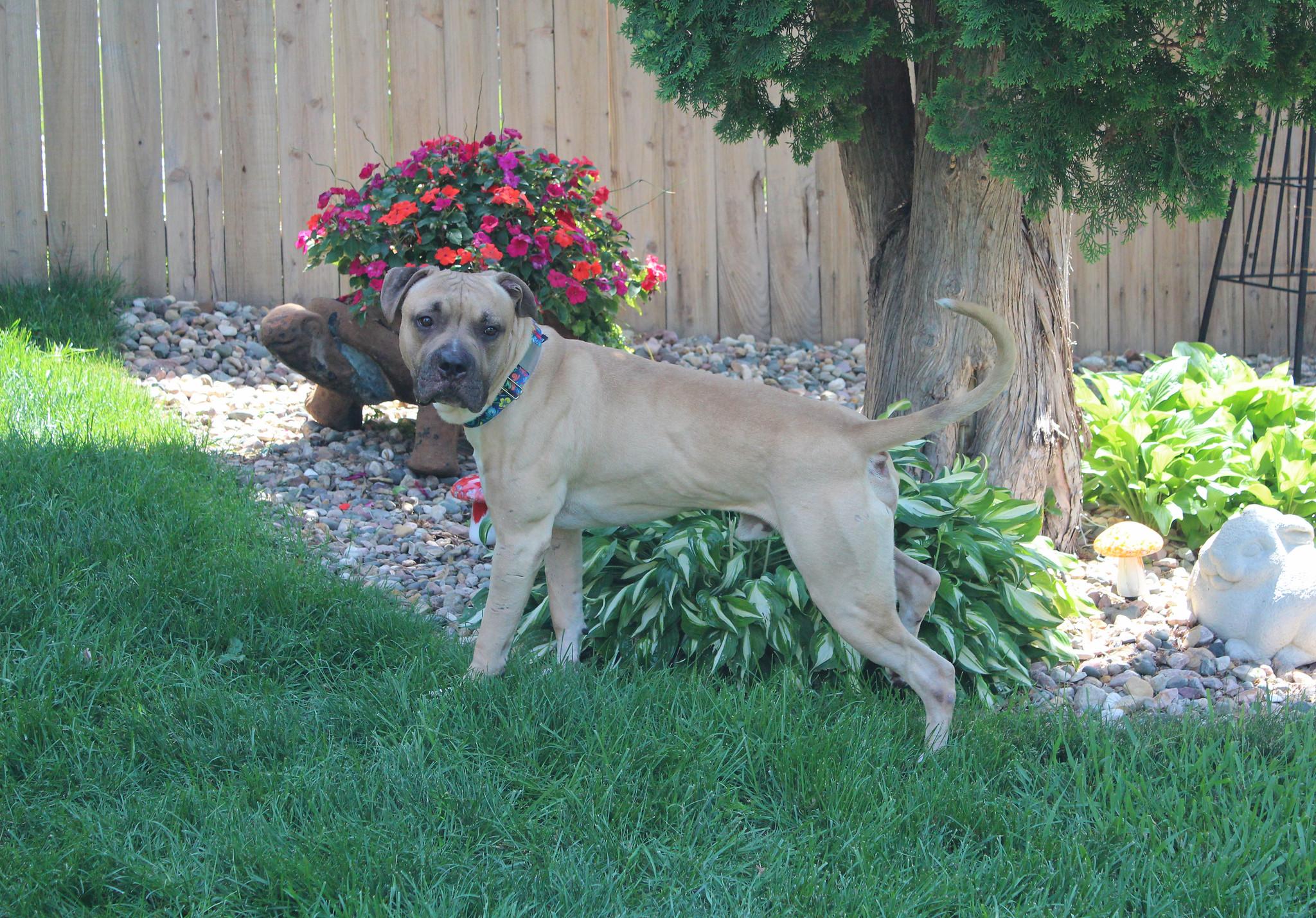 Flapjack, an adoptable Terrier in Sioux Falls, SD, 57101 | Photo Image 4
