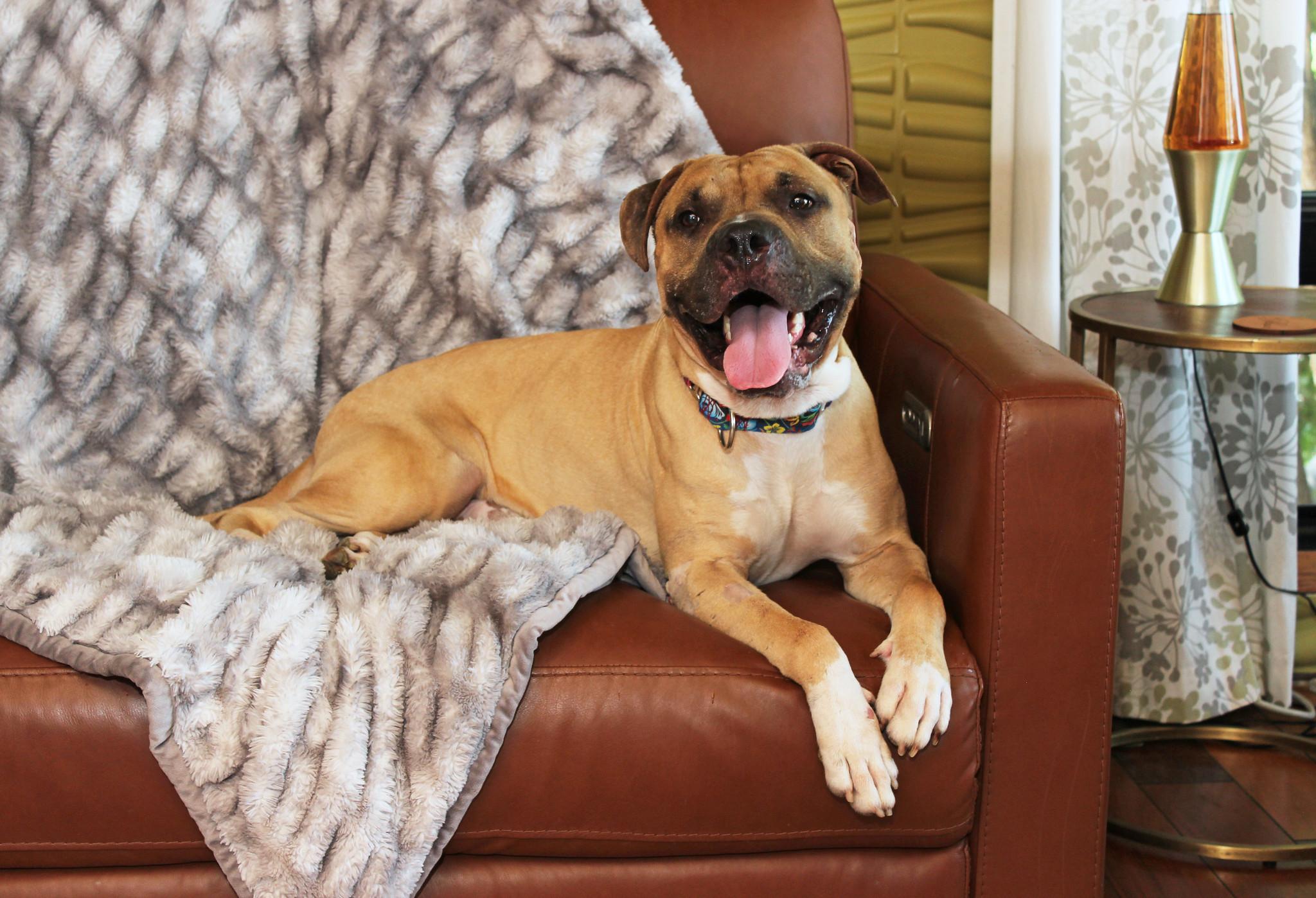 Flapjack, an adoptable Terrier in Sioux Falls, SD, 57101 | Photo Image 5