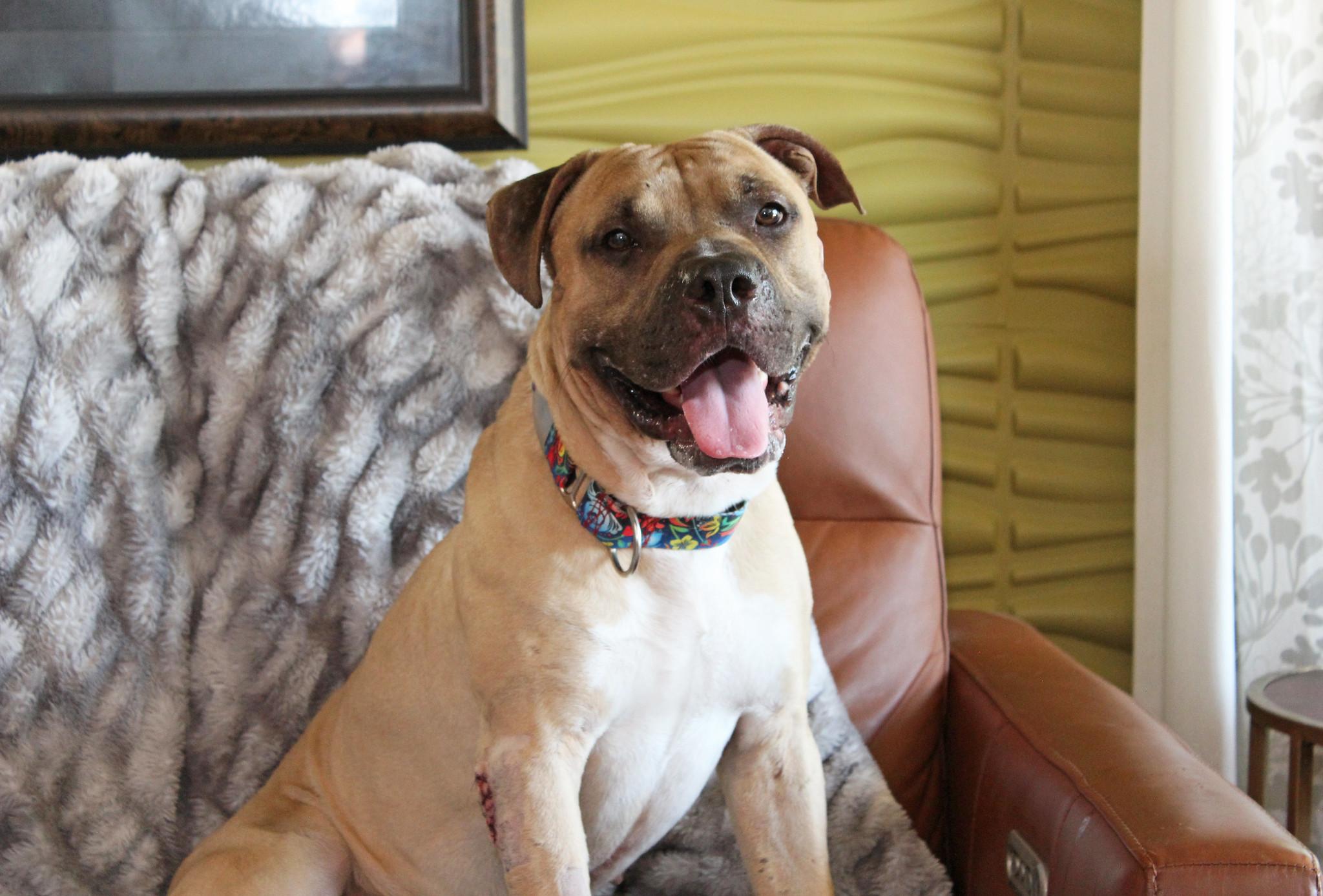 Flapjack, an adoptable Terrier in Sioux Falls, SD, 57101 | Photo Image 6