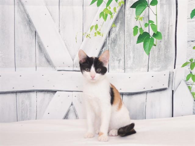 BLACK WIDOW, Adoptable, Kitten Female Domestic Short Hair & Domestic Short Hair.