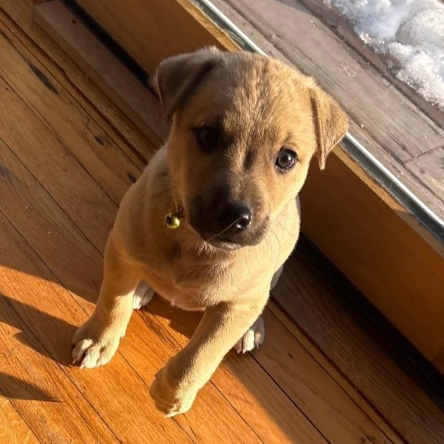 Cupid - A Puerto Rican Prince, Adoptable, Puppy Male Yellow Labrador Retriever.